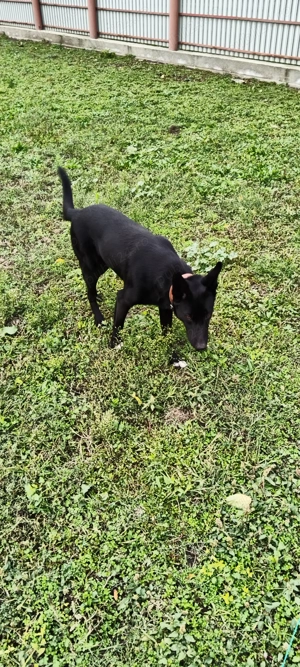 Cățelușa pentru adoptie - imagine 4