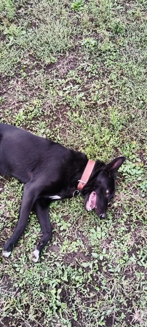 Cățelușa pentru adoptie - imagine 6