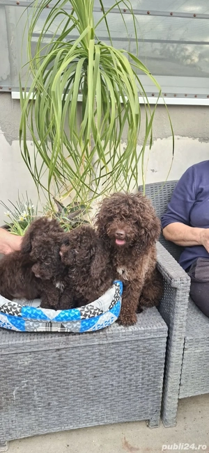 Pudel toy maro - imagine 4
