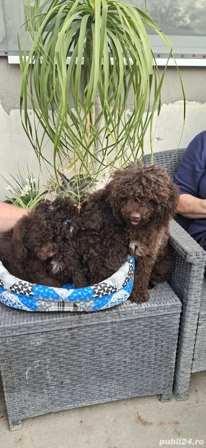 Pudel toy maro - imagine 5