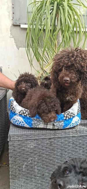 Pudel toy maro - imagine 2