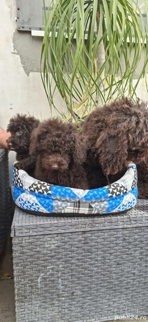 Pudel toy maro - imagine 3