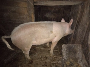 Vând porc de Crăciun - imagine 4