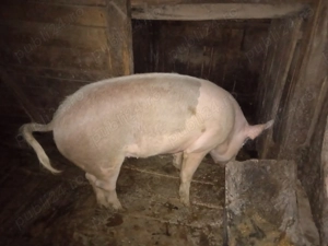 Vând porc de Crăciun