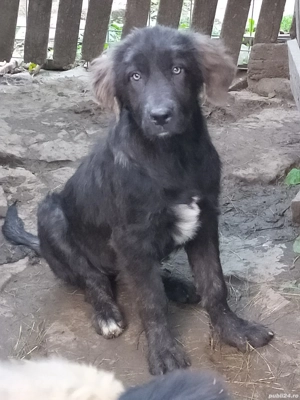 Femele carpatine  - imagine 2