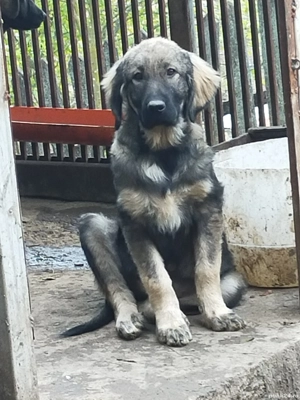 Femele carpatine  - imagine 3