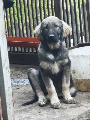 Femele carpatine  - imagine 4