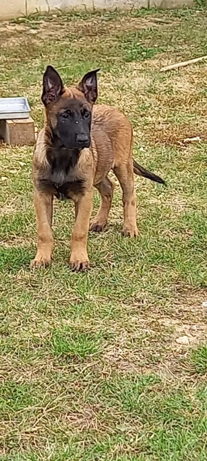 Câini belgieni Malinois.  - imagine 2