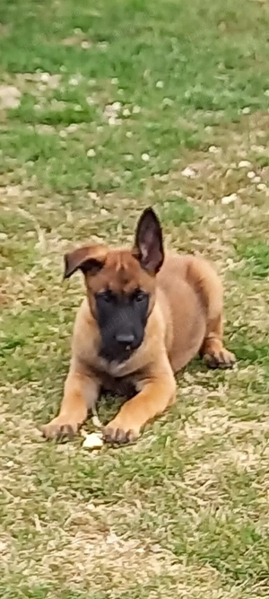 Câini belgieni Malinois.  - imagine 3