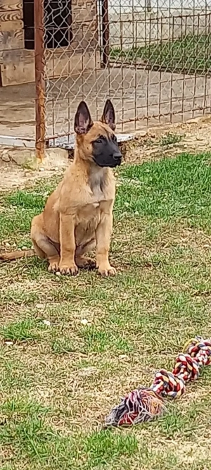 Câini belgieni Malinois. 
