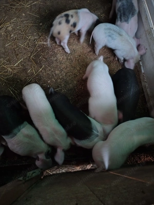 Vând Purcei de 6 săptămâni Pietran cu Basna și scroafa Landras la a treia fătare 