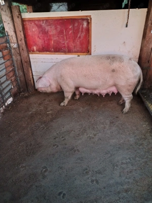 Vând Purcei de 6 săptămâni Pietran cu Basna și scroafa Landras la a treia fătare - imagine 2