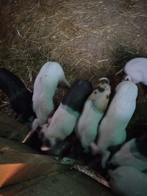 Vând Purcei de 6 săptămâni Pietran cu Basna și scroafa Landras la a treia fătare - imagine 4