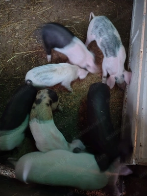 Vând Purcei de 6 săptămâni Pietran cu Basna și scroafa Landras la a treia fătare - imagine 3