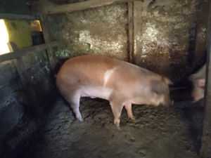 Porc de vânzare 150-200 kg