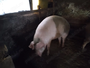 Porc de vânzare 150-200 kg - imagine 2 Porc de vânzare 150-200 kg - imagine 2