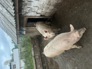 Vând porci marele alb  - imagine 2 Vând porci marele alb  - imagine 2