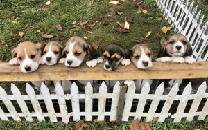 Pui Beagle tricolor, șase săptămâni  - imagine 2