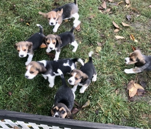 Pui Beagle tricolor, șase săptămâni  - imagine 3