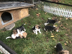 Pui Beagle tricolor, șase săptămâni  - imagine 5