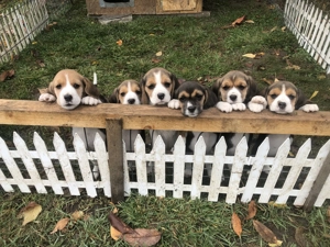 Pui Beagle tricolor, șase săptămâni  - imagine 4