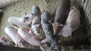 Vand purcei si grasuni