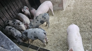 Vand purcei si grasuni - imagine 2