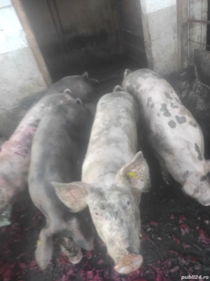 vand soldani  - imagine 2 vand soldani  - imagine 2