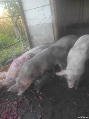 vand soldani  - imagine 3 vand soldani  - imagine 3