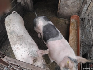 Vand purci  - imagine 3