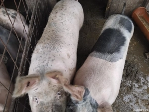 Vand purci  - imagine 2