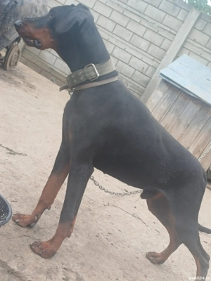 Doberman pincher 1m+2 f - imagine 3 Doberman pincher 1m+2 f - imagine 3