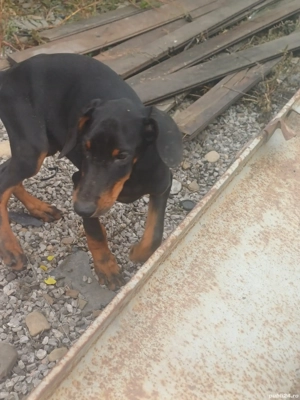 Doberman pincher 1m+2 f - imagine 4 Doberman pincher 1m+2 f - imagine 4