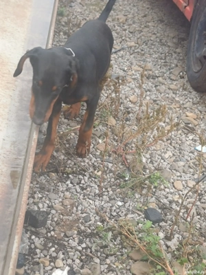 Doberman pincher 1m+2 f - imagine 5 Doberman pincher 1m+2 f - imagine 5