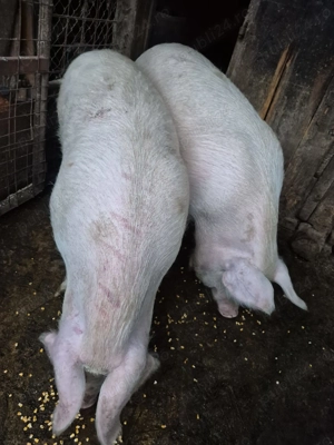 Porci de vânzare! - imagine 2 Porci de vânzare! - imagine 2