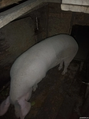 Vând scroafa  - imagine 3 Vând scroafa  - imagine 3