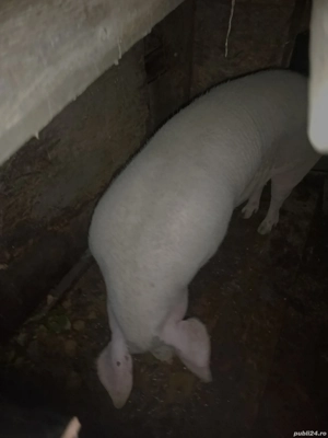 Vând scroafa  - imagine 2 Vând scroafa  - imagine 2