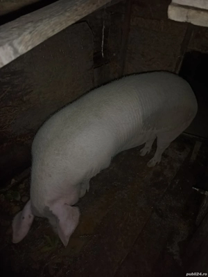 Vând scroafa  - imagine 4 Vând scroafa  - imagine 4