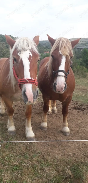 Vand 2 IEPE (una de 6 pe 7 ani gestanta si o manza de 2 ani) - imagine 4