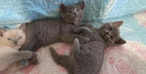 Pisicuțe British shorthair 