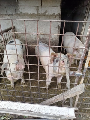 Vând porci de sacrificat pt Craciun - imagine 2