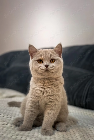 Pisică british shorthair