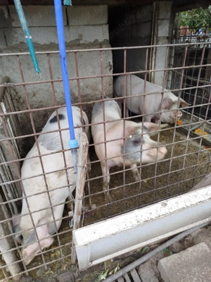 Vând porci de sacrificat pt Craciun