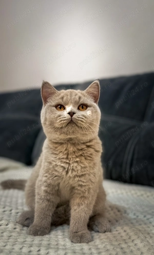 Pisică british shorthair - imagine 2