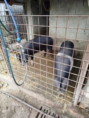 Vând porci de sacrificat pt Craciun - imagine 4