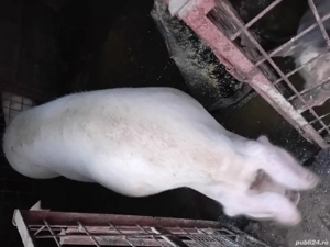 Purcea de carne - imagine 2 Purcea de carne - imagine 2