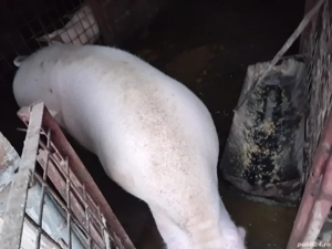 Purcea de carne - imagine 4 Purcea de carne - imagine 4