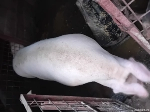 Purcea de carne - imagine 5 Purcea de carne - imagine 5