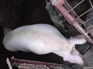 Purcea de carne - imagine 3 Purcea de carne - imagine 3