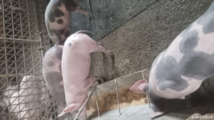 vând purcei  - imagine 2